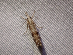 Catoptria oregonicus