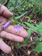 Campanula rapunculoides