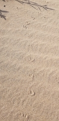 Charadriiformes