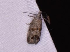 Pelochrista consobrinana