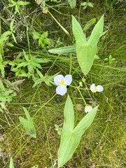 Sagittaria