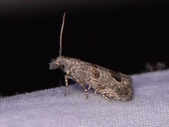 Pelochrista consobrinana