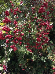 Crataegus