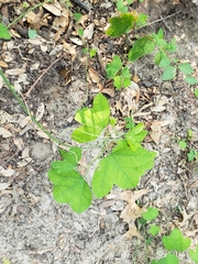 Passiflora lutea
