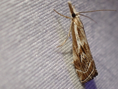 Catoptria oregonicus
