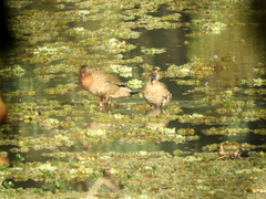 Amazonetta brasiliensis