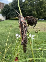 Schistocerca americana