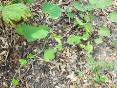 Passiflora lutea