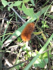 Arctiinae