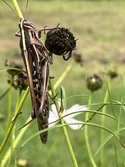 Schistocerca americana