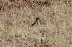 Agriornis montanus
