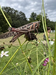 Schistocerca americana