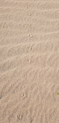 Charadriiformes
