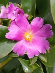 Pereskia grandifolia