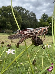 Schistocerca americana