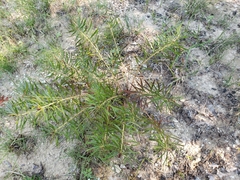 Stillingia texana
