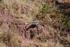 Agriornis montanus