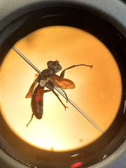 Cylindromyia