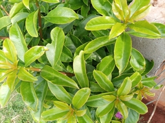 Pereskia grandifolia