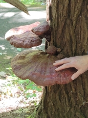 Ganoderma