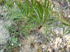Stillingia texana