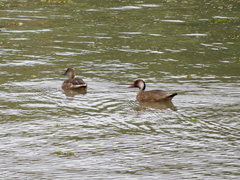 Amazonetta brasiliensis