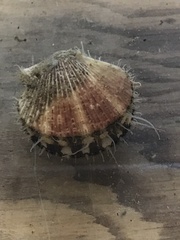 Chlamys hastata