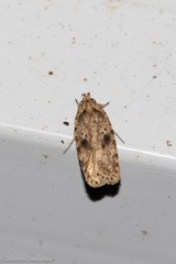 Agonopterix