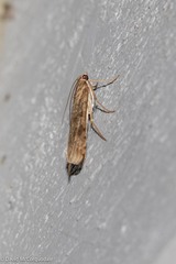 Nomophila nearctica