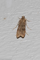 Nomophila nearctica