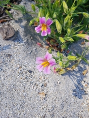 Erythranthe erubescens