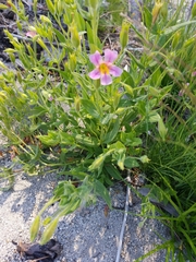 Erythranthe erubescens