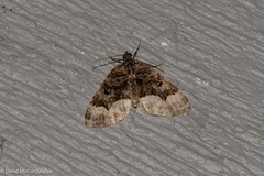 Euphyia intermediata