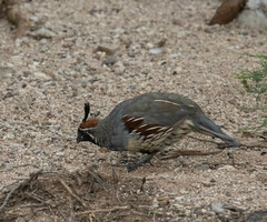 Callipepla gambelii