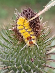 Lophocampa