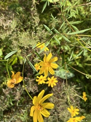 Bidens trichosperma