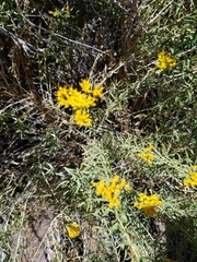 Chrysothamnus viscidiflorus