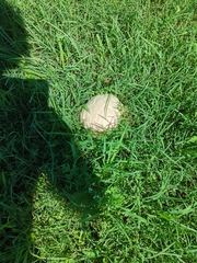 Calvatia
