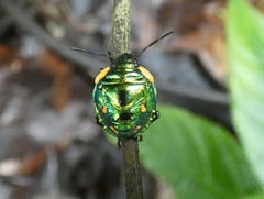 Pachycoris