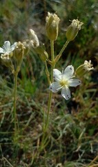 Eremogone capillaris