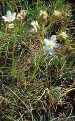 Eremogone capillaris