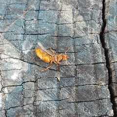 Lasius