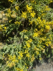 Ericameria ericoides