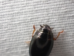 Gyrinus