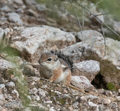 Ammospermophilus harrisii