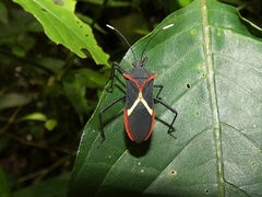 Leptoscelis tricolor