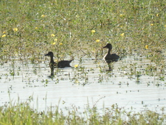 Amazonetta brasiliensis