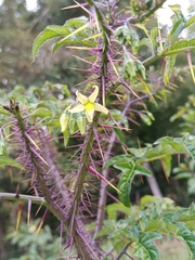 Solanum atropurpureum