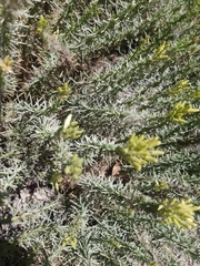 Ericameria ericoides