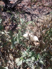 Astragalus nuttallii